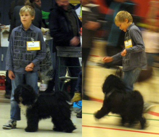 Congrats to Simon and Ozzy for the win in juniorhandling!