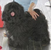 BEST IN SHOW!!!